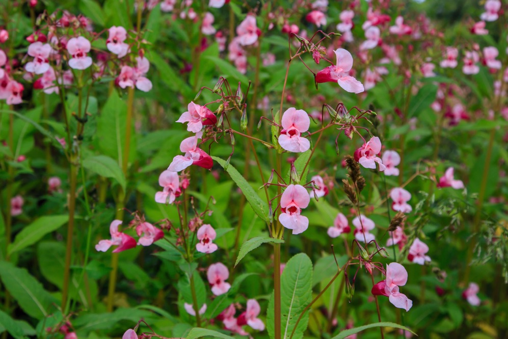 Himalayan balsam with pink petals growing in the wild
