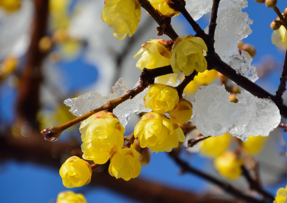 close-up of a Chimonanthus Praecox with small, rounded, yellow flowers with its branch covered in frost and a blue sky in the background