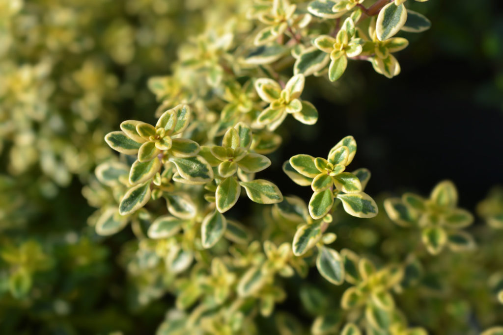 Thymus citriodorus (Pers.) Schreb. 'Aureus' plant with small leaves
