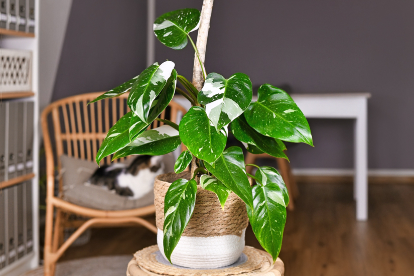 Philodendron with variegated leaves growing in a pot inside with a cat sat in a chair behind it