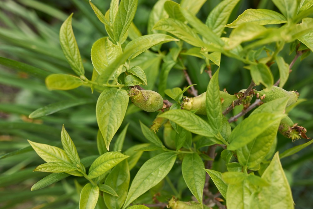 the green leaves of a Chimonanthus Praecox plant with some of its green fruit beginning to show