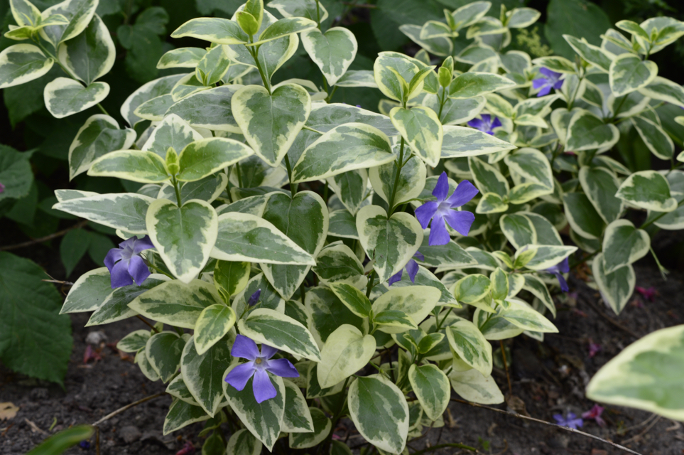 Vinca major 'Variegata' growing outside in soil with purple flowers and green and cream foliage
