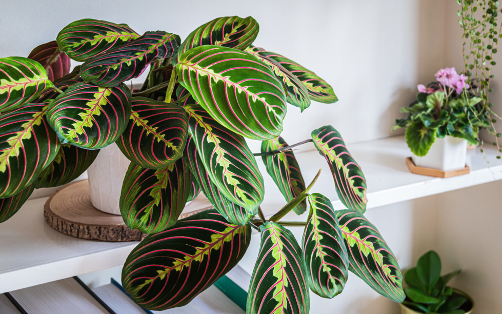 Maranta leuconeura plant with red and green variegated leaves growing in a pot inside with other houseplants behind it