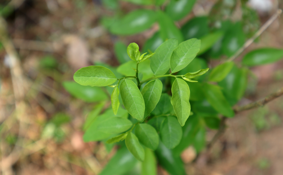 a katuk plant, Sauropus androgynus, growing outdoors 