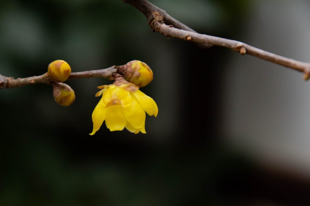 a single Chimonanthus Praecox yellow flower with three other bulbs readying themselves to bloom