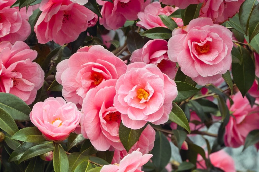 lots of pink Camellias surrounded by their own green foliage