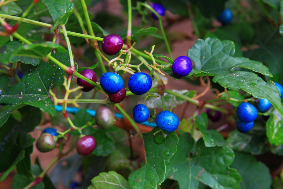 Ampelopsis brevipedunculata 'Elegans' with blue and purple rounded fruits 