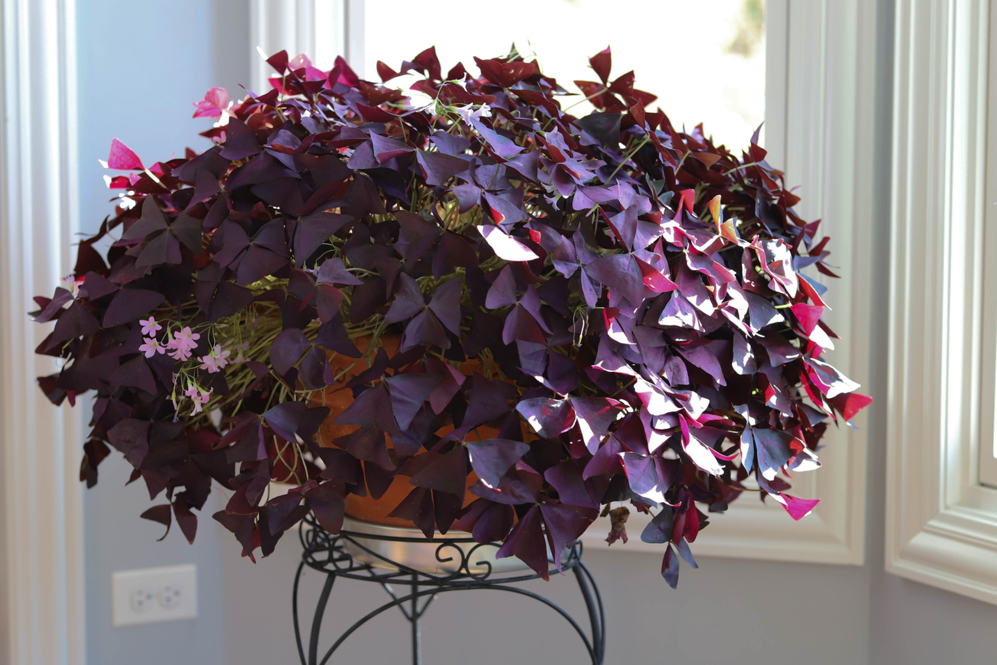 potted purple shamrock shrub growing inside in front of a window in a metal frame