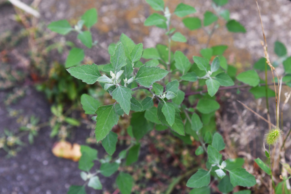 leafy foliage of Chenopodium album