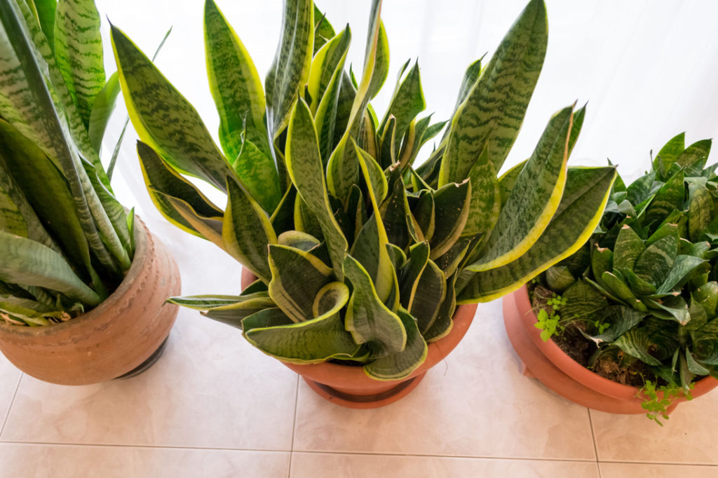 three varieties of a snake plant growing in pots that are positioned next to each other on a tiled floor
