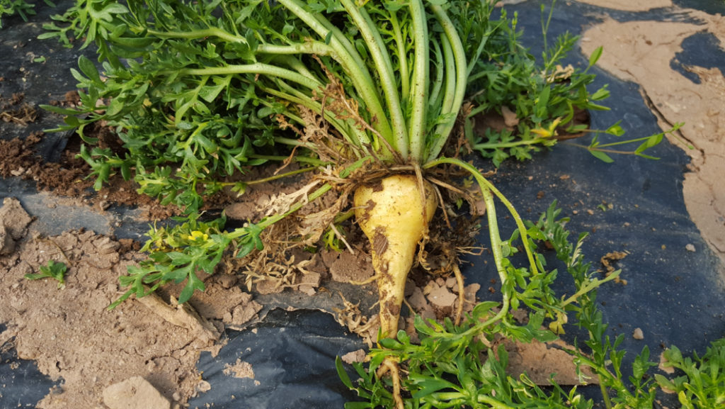 harvested maca plant with lots of long leaves lying on the ground