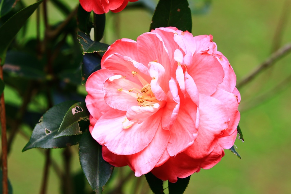 a single pink Camellia plant with a yellow centre and a green, leafy background