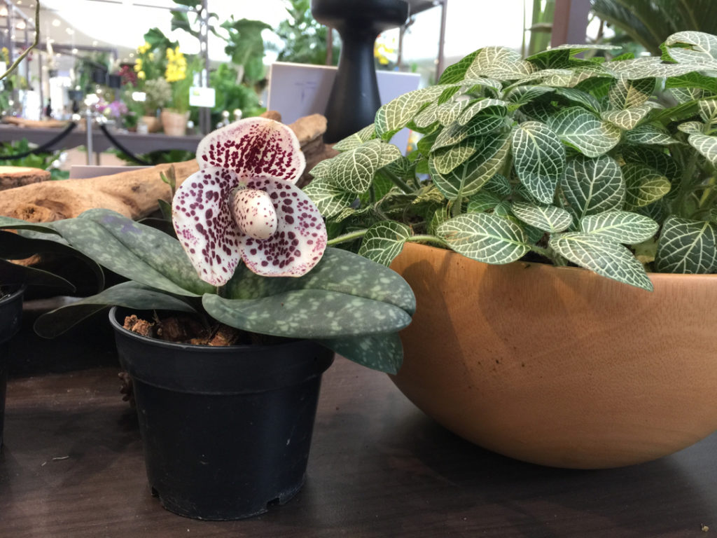 slipper orchid with a red and white mottled flower growing in a pot next to another potted plant with white and green leaves
