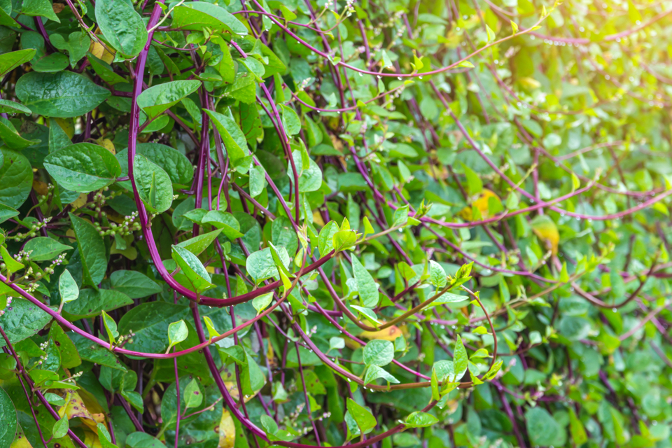 Malabar Spinach plant with green and purple foliage growing outdoors