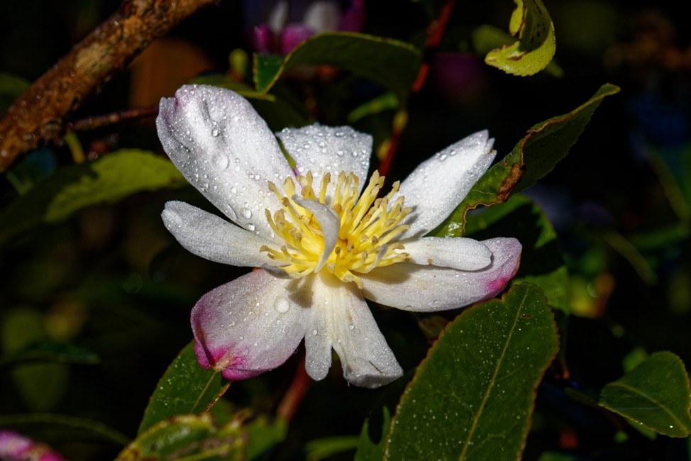 a rainbow variation of a Camellia sasanqua with white petals and a yellow centre covered in raindrops