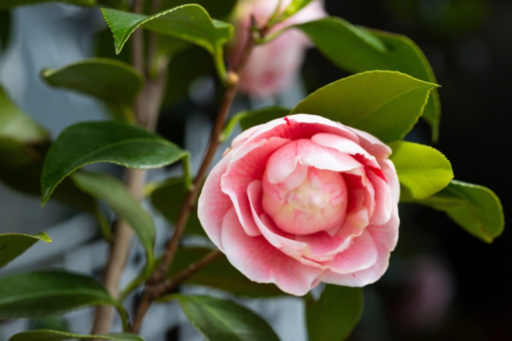 a pink flowering Camellia sasanqua with its green leaves and stem in the background