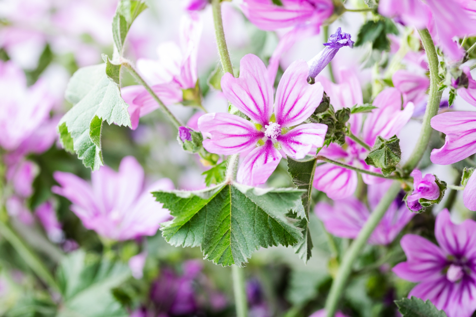 mallow with pinky-purple and white flowers and small green leaves  growing outdoors