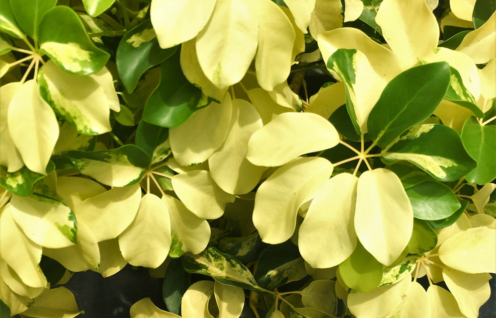 Jasminum officinale 'Argenteovariegatum' with yellow and green variegation on its foliage