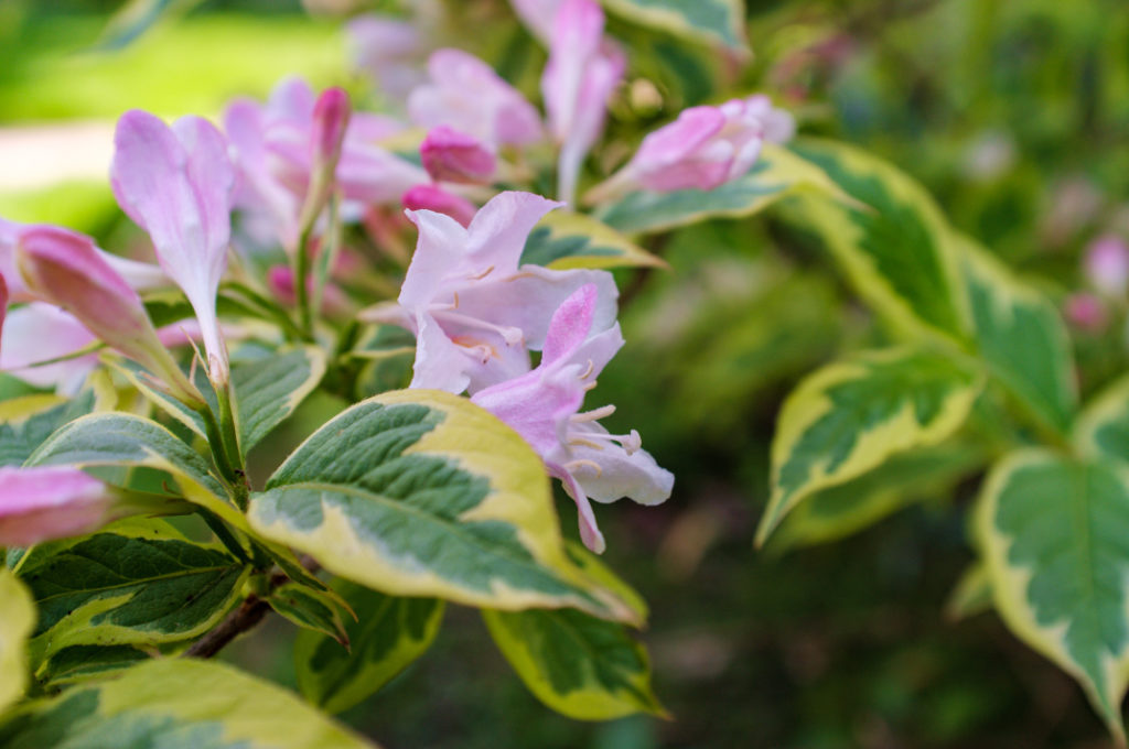 Lonicera × italica Harlequin ('Sherlite') with pink flowers and leaves growing outdoors