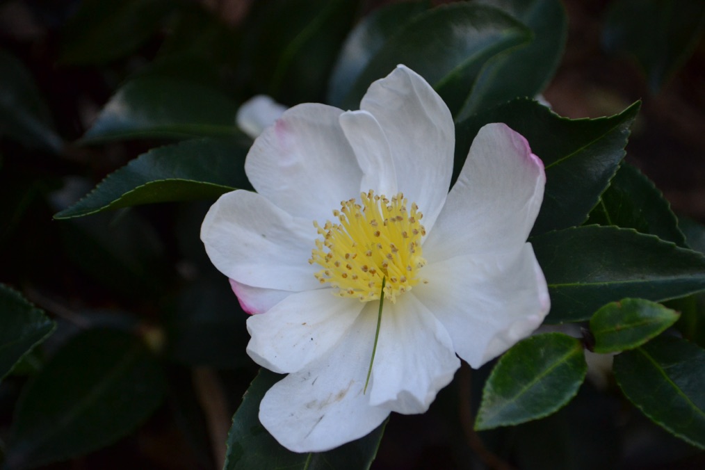 a white Camellia sasanqua with a yellow centre and pink-tinted edges growing against its dark green leaves