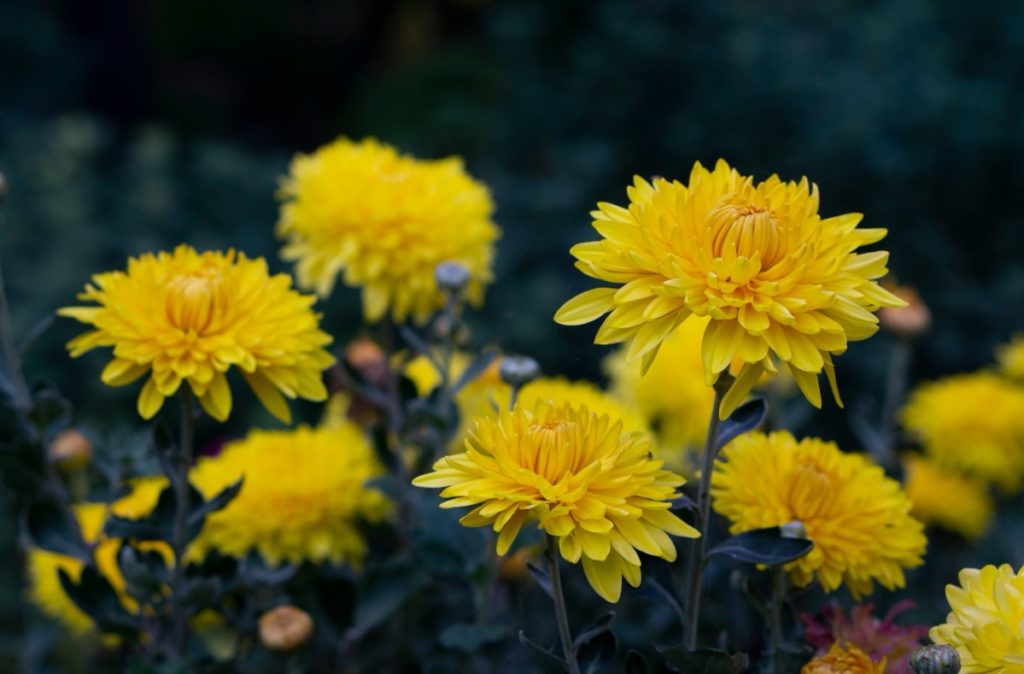 yellow Chrysanthemums growing from thick, black stems outside with a dark shadowy background