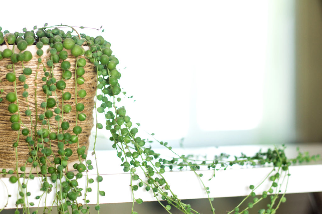 string of pearls plant growing in a pot inside on a shelf with its foliage draping over the edge