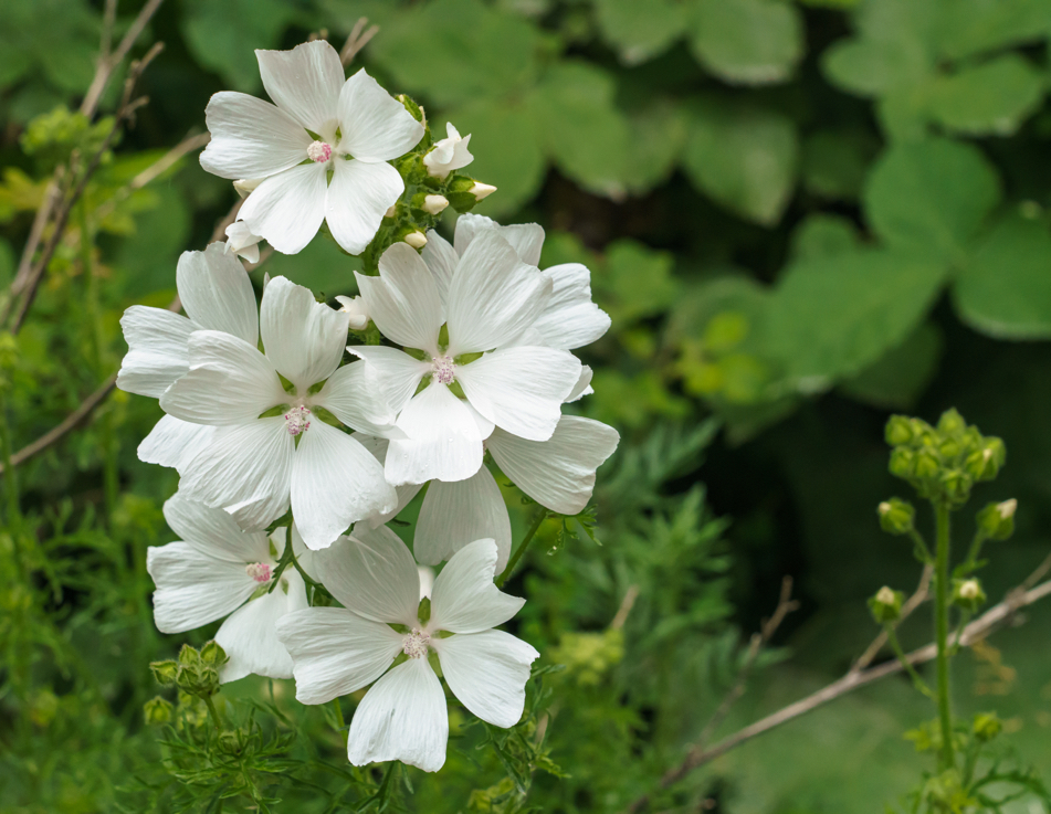 Malva moschata with white flowers growing outdoors