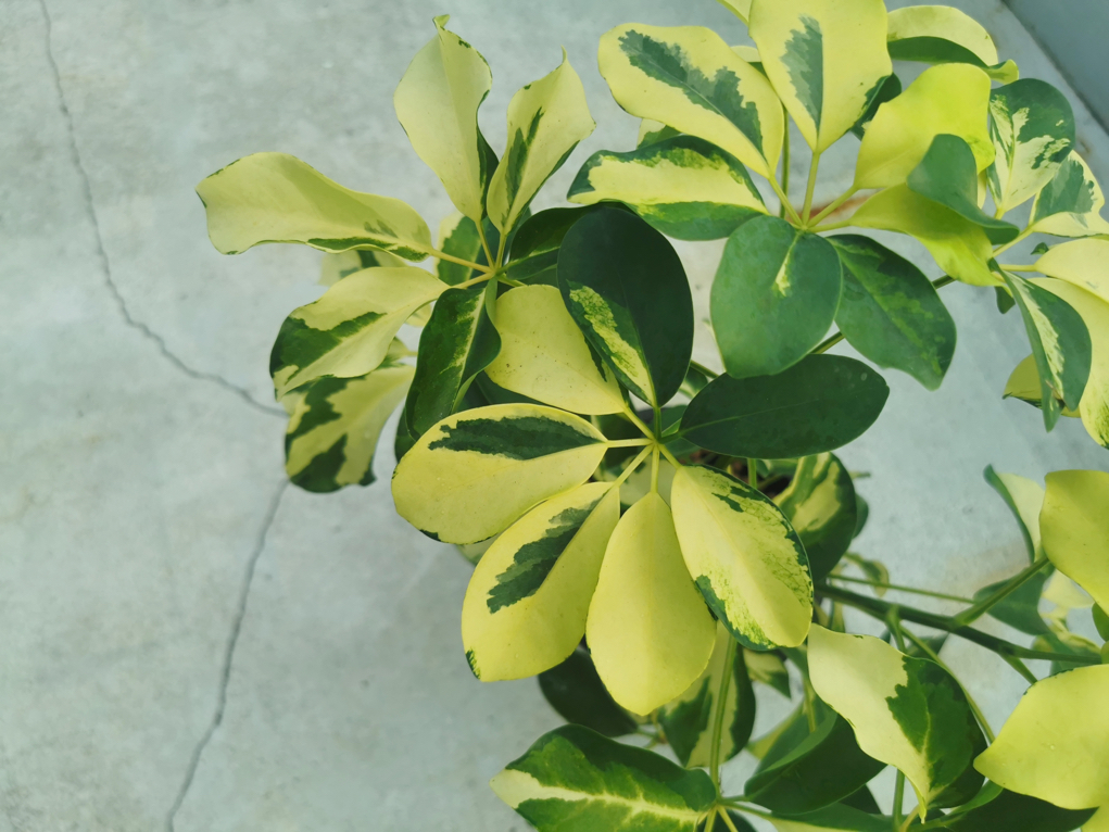 variegated leaves of a potted umbrella plant growing indoors
