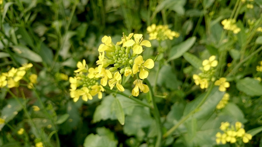 mustard plant with yellow flowers and green foliage 