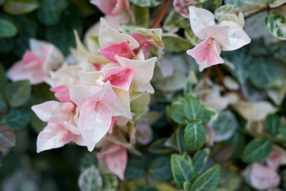 Trachelospermum jasminoides tricolor with pink and white flowers growing outside