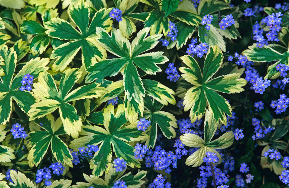 Astrantia major 'Sunningdale Variegated' growing amongst blue myosotis flowers on the ground