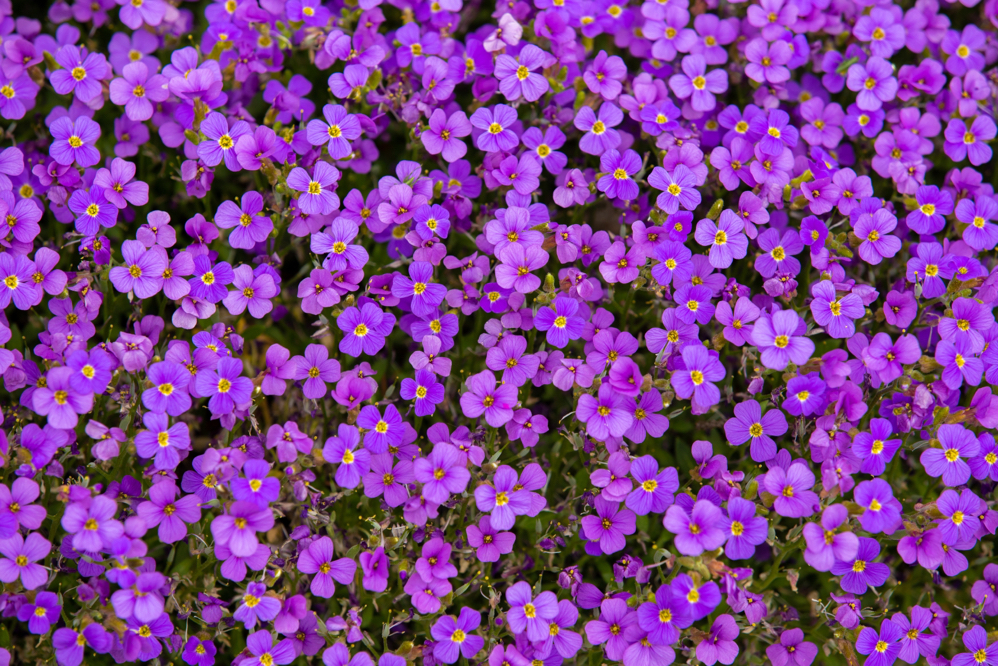 aubrieta 'Purple Cascade' plant with lots of small purple flowers 