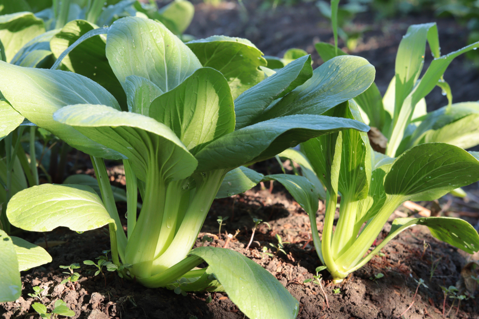pak choi plants with big leaves growing from soil in the ground outside