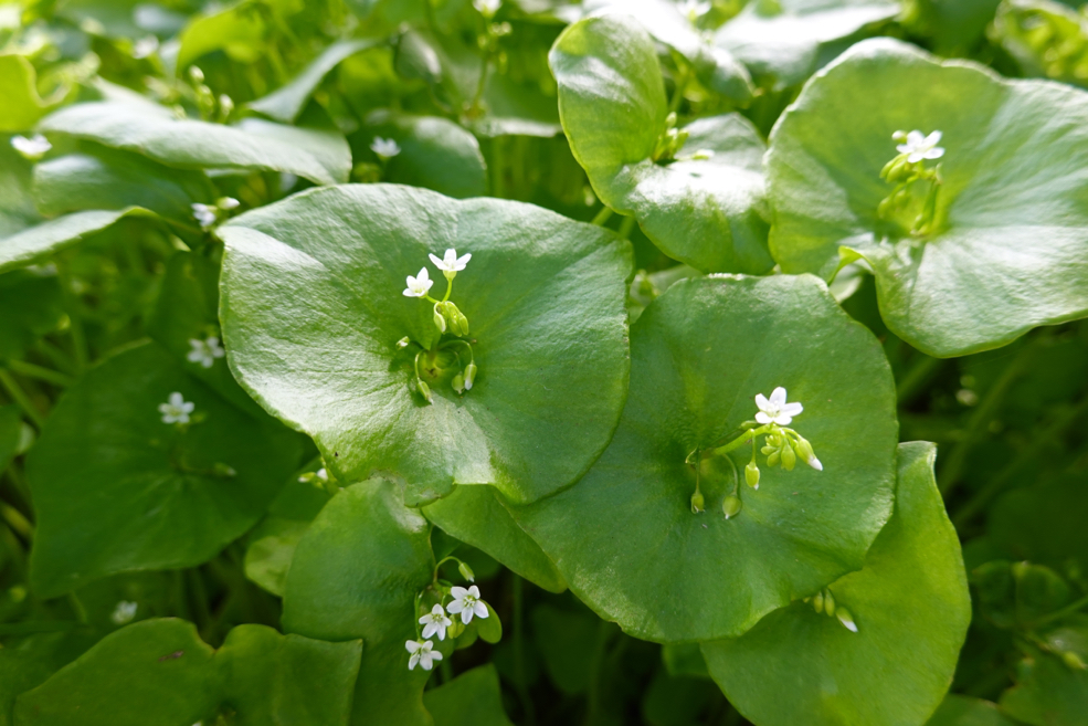 big round leaves of a palsingat with tiny white flowers at the centre
