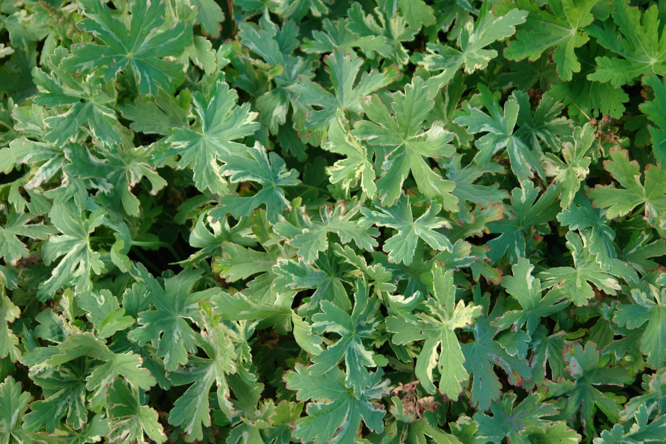 Geranium macrorrhizum 'Variegatum' plant with lots of variegated leaves 