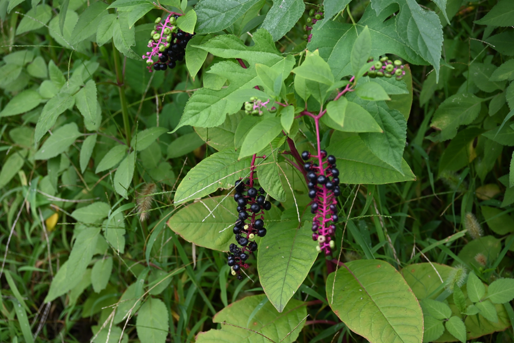 pokeweed plant with black berries on yellow stems growing outdoors