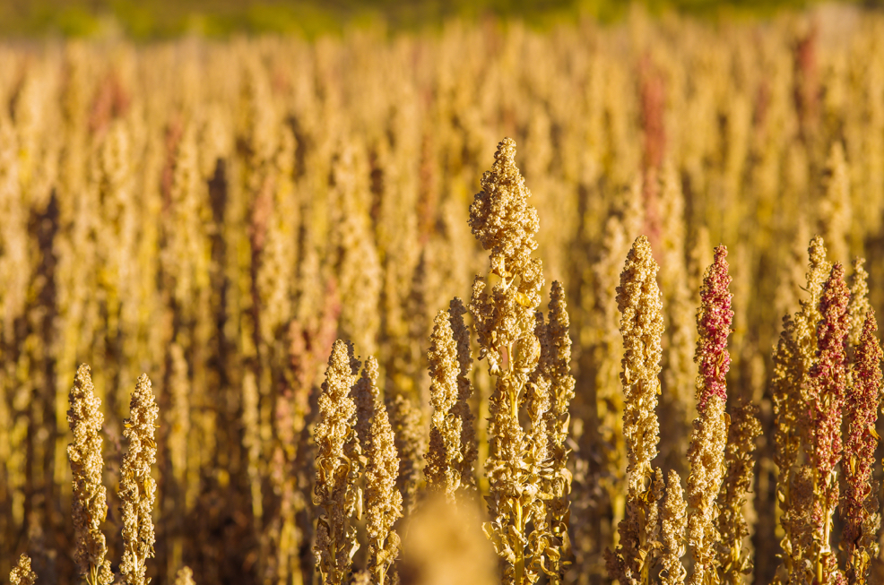 quinoa crop with brown and red flowering heads growing outside in a field