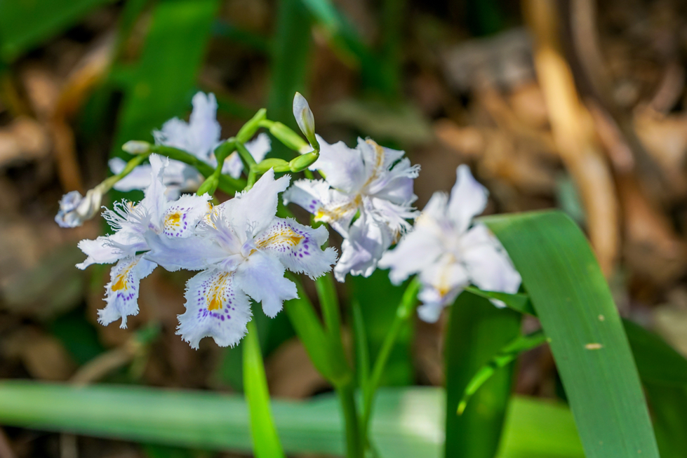 Iris japonica 'Variegata' plant with white and purple flower and long leaves