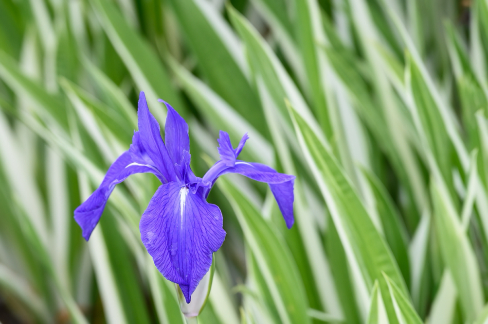 Iris laevigata 'Variegata' with a purple flower and its long thin variegated foliage behind it