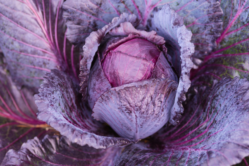 close-up of a red cabbage with purple foliage 