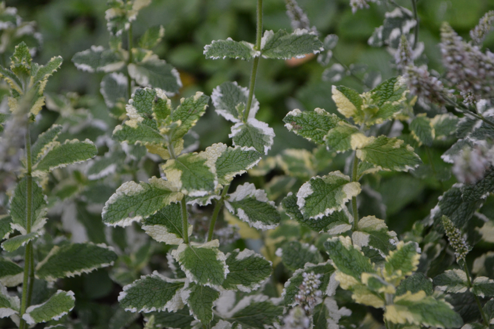 Mentha suaveolens 'Variegata' plant growing outside in a garden bed