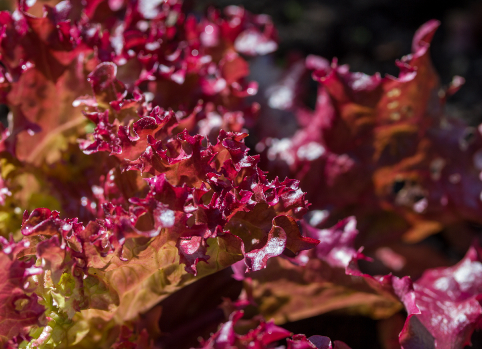 curly red leaf lettuce with deep red leaves growing outside