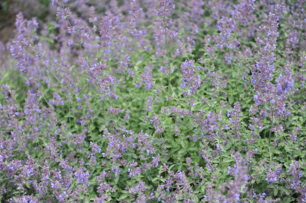 Nepeta 'Six Hills Gold' plants growing in a cluster with lots of purple flowers 
