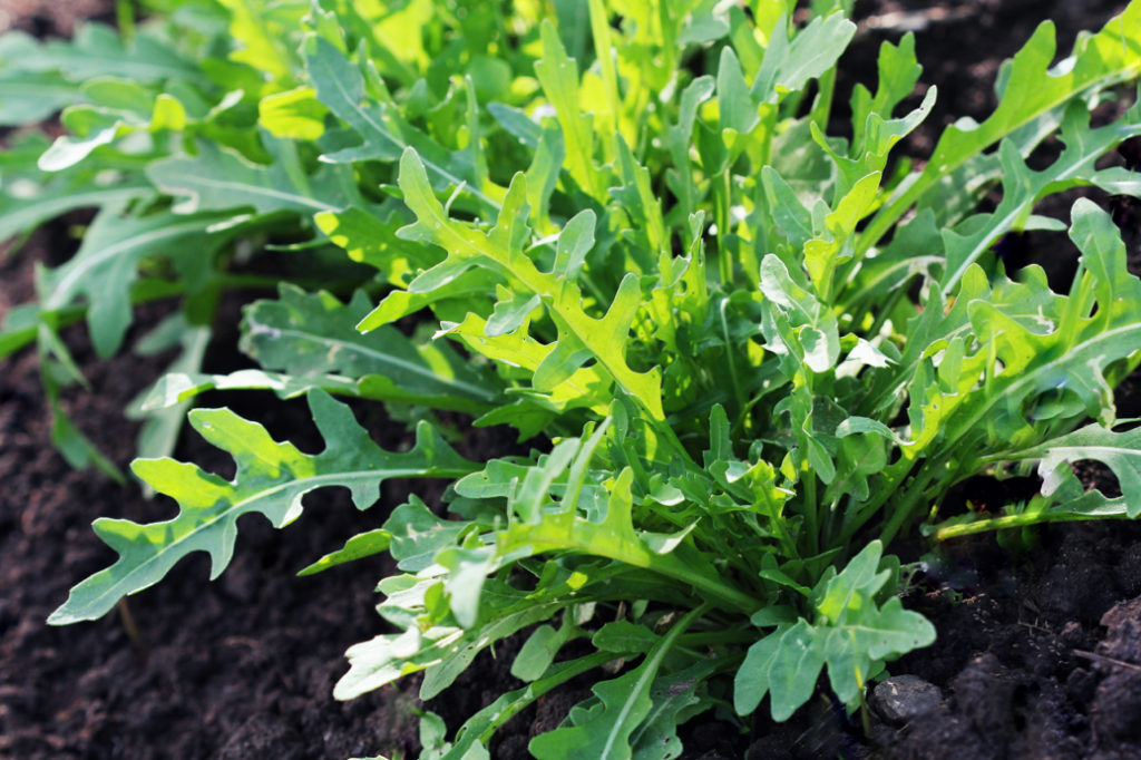 garden rocket growing from the ground in soil outside