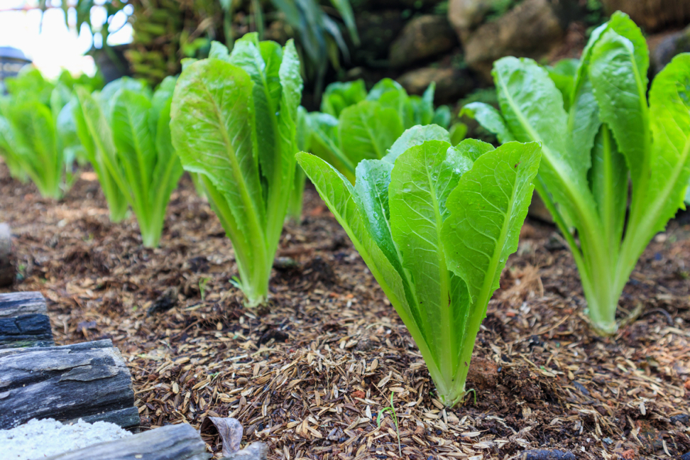 young romaine lettuce plants growing from the ground outdoors side by side