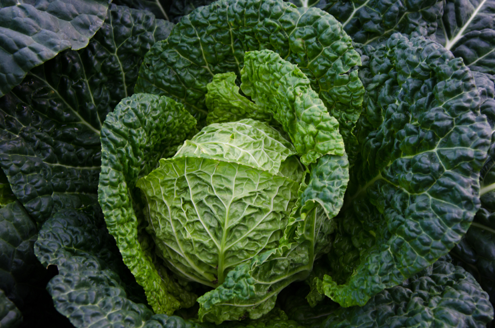 close-up of a savoy cabbage with various shades of green on its leaves