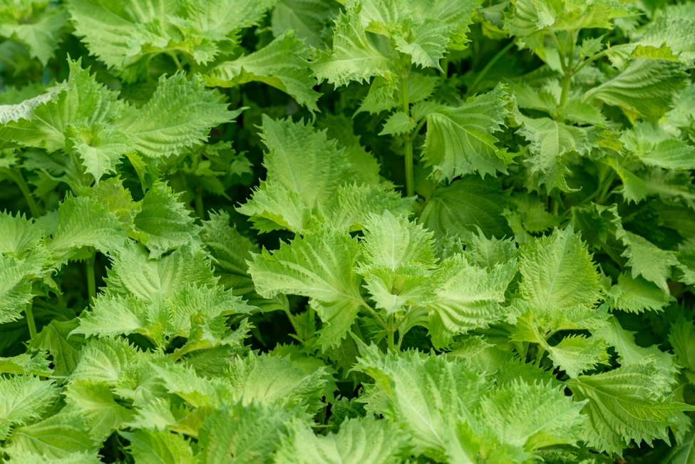 leaves of a shiso plant growing outside