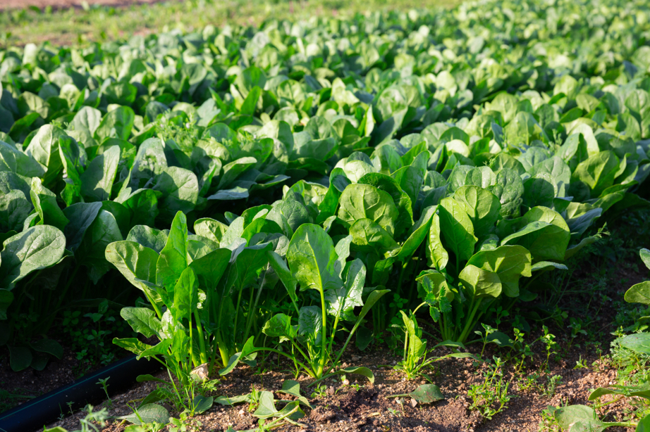 a field of spinach growing outdoors in soil row by row