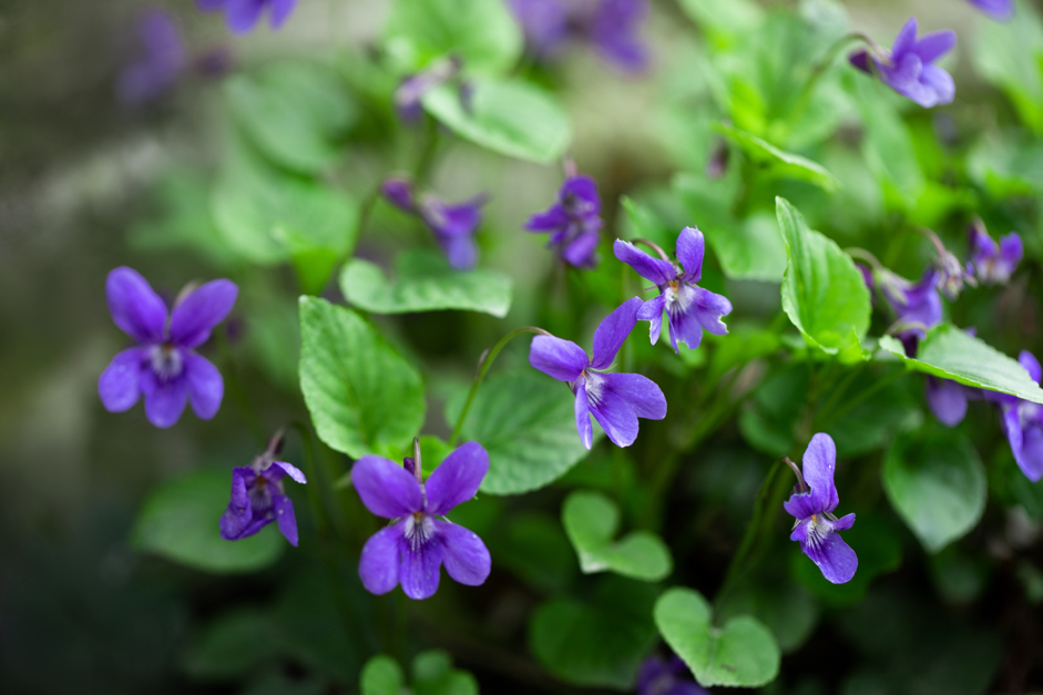 purple flowering sweet violet with green foliage