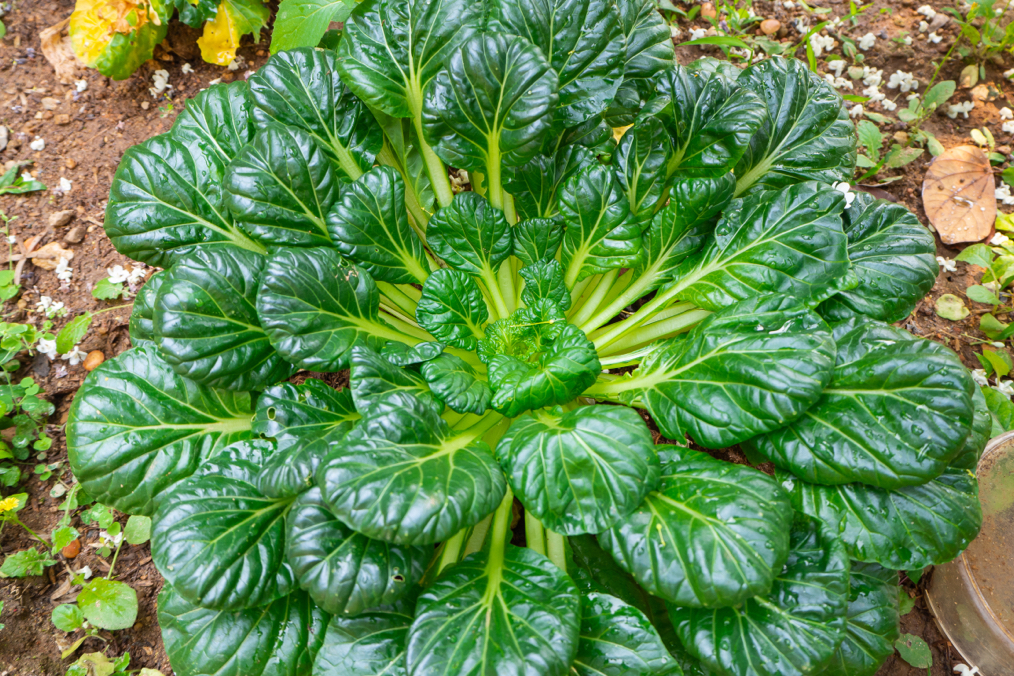 the big round green leaves of a tatsoi plant growing from soil on the ground